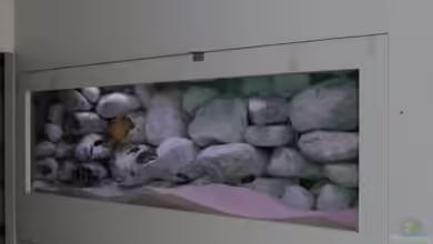 Becken 271 von Manfred Miller