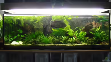 Becken 2723 von Mike Kurz