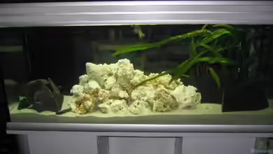 Becken 2725 von Timo Pösl