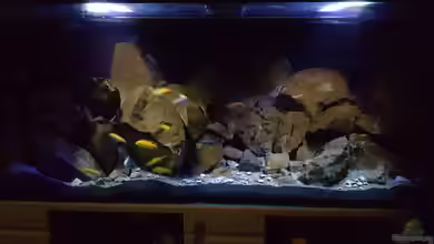 Becken 27266 von Thomas0902