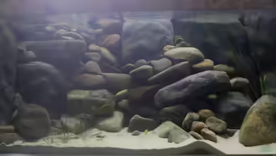 Becken 2737 von gkr123