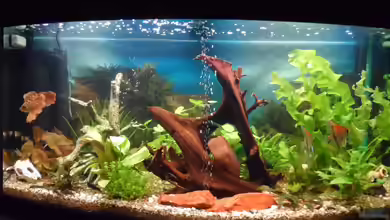 Becken 27454 von S04Peter