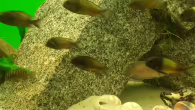 Becken 2747 von Manuel Oswald