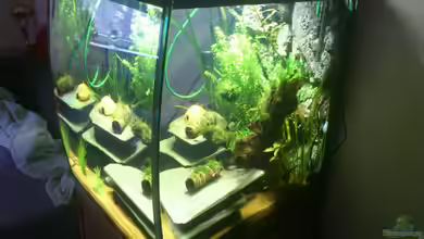 Becken 27492 von Schakal