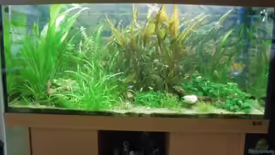 Becken 27534 von Thomas Seidenstuecker