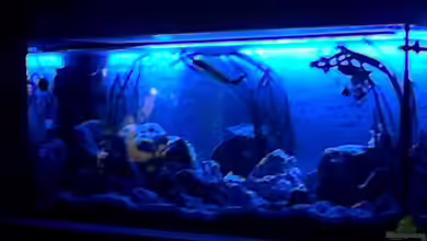 Becken 27594 von Torsten N.