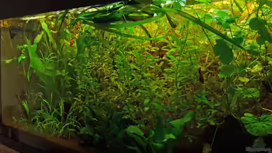 Becken 27706 - SoLo´s Rio 240 von solo