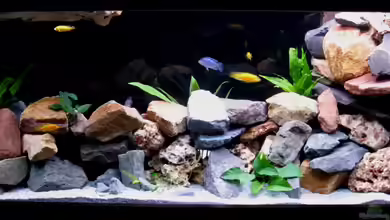 Becken 27746 von Udo´s - Malawi Raumteiler