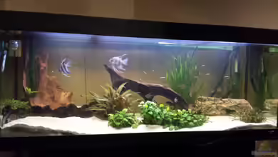 Becken 27774 von Mateusz