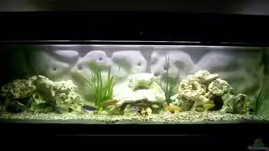 Becken 278 von Michael Habermann