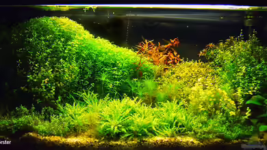 Becken 2781 von Nico Förster