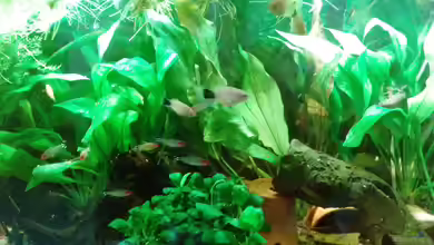 Becken 27881..2022 aufgelöst! von Daggi Mittag