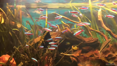 Becken 27892 von Watari