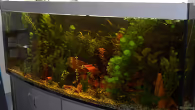 Becken 2795 von Andreas Kneissler