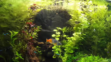 Becken 27966 von Jankow