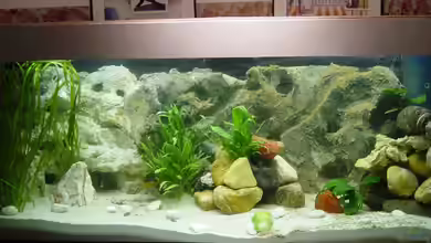 Becken 2803 von Claudio Zeitler