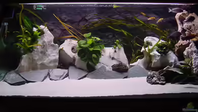 Becken 281 von Klaus Lacks