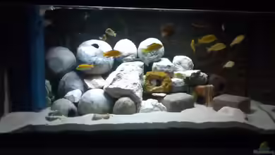 Becken 28171 von Paul8