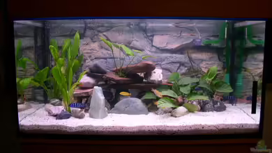 Becken 283 von Walter Auburger