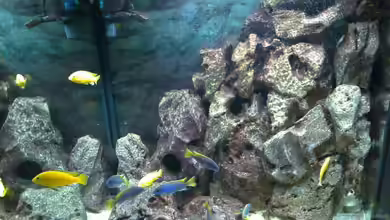 Becken 2839 von Michael Grube