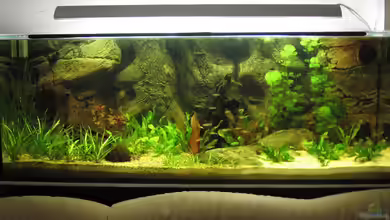 Becken 2842 von Torsten Barthel