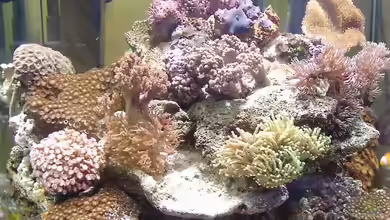 Becken 2844 von Michael Gerhardt