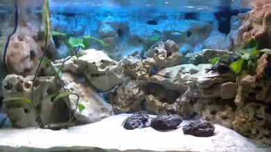 Becken 2847 von Sören Petersen