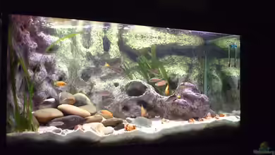 Becken 285 von Ralf Romer