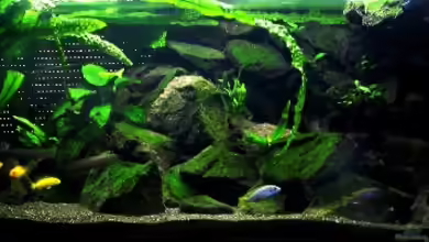 Becken 2850 von Olaf Kaul