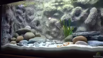 Becken 286 von Ralf Romer