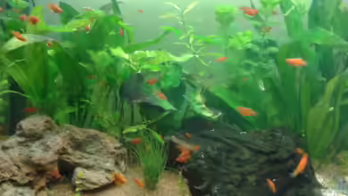 Becken 28942 von Reinhold Berk