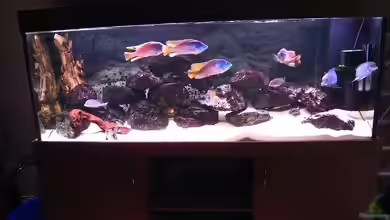 Becken 2898 von Beat Zureich