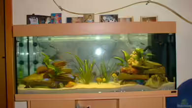 Becken 290 von Andreas Sachisthal