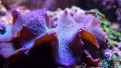 Becken 29062 von die Perle...