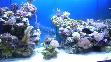 Becken 2918 von Felix Pahs