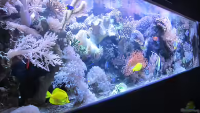 Becken 29195 von Andreas L