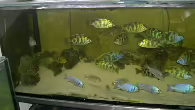 Becken 2930 von Sascha Kersting