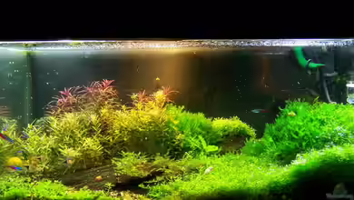 Becken 2932 von Christian Wolf