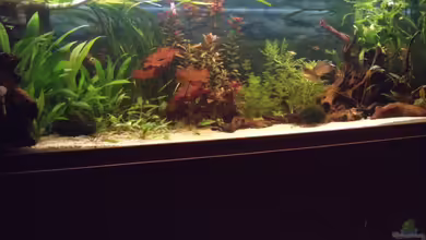 Becken 29347 von Hans-Walter Bandt