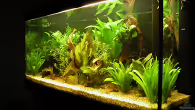 Becken 2937 von Herbert Spiller