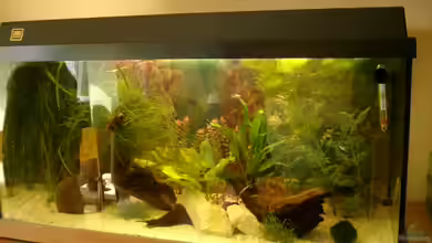 Becken 2942 von Sharin Stamme