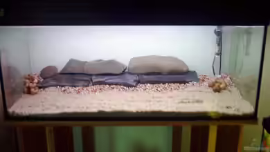 Becken 2955 von Heiko Rodegast