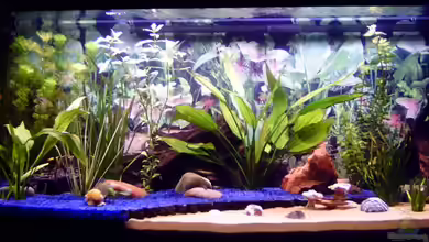 Becken 2956 von Stonedman