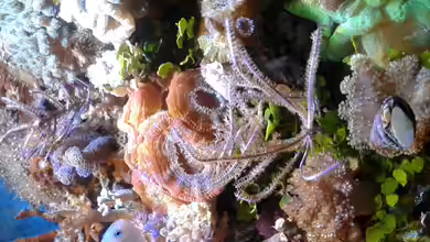 Becken 29578 von Toni