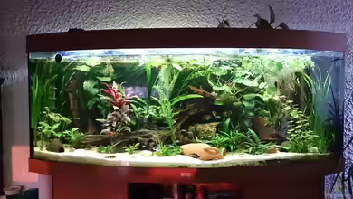 Becken 29580 von Alexander Luft