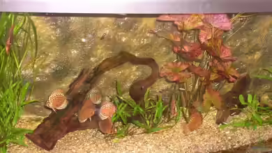 Becken 2974 von Patricia Simon