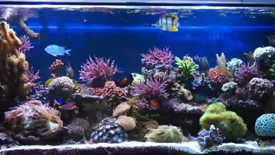 Becken 2993 von Petra Kallmeyer