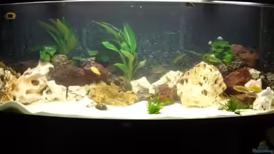 Becken 2994 von Florian Schweers