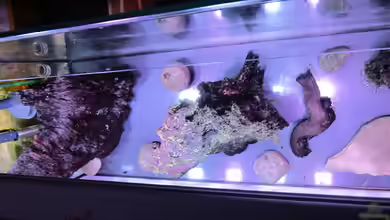 Becken 30000 als Raumteiler von Jens J.