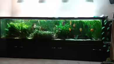 Becken 30006 von Fischverrückt